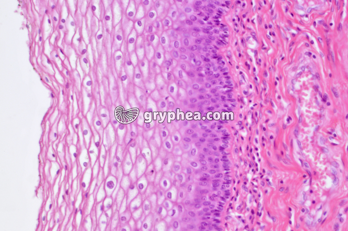 Muqueuse vaginale x100 - gryphea.com